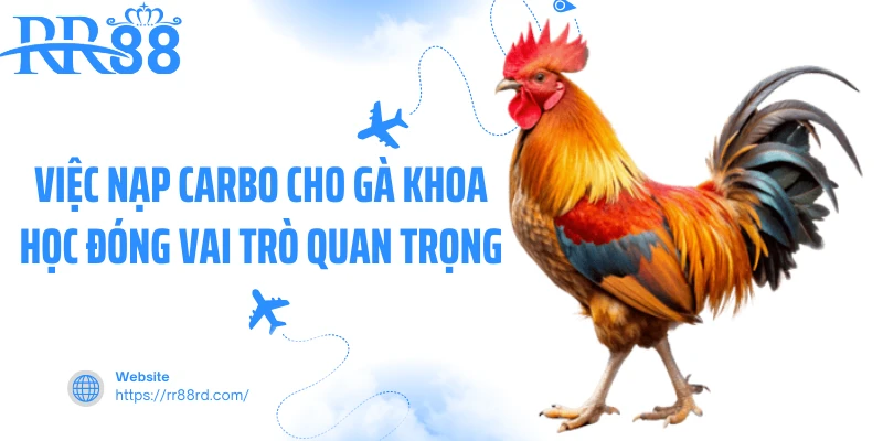 Việc nạp Carbo cho gà khoa học đóng vai trò quan trọng